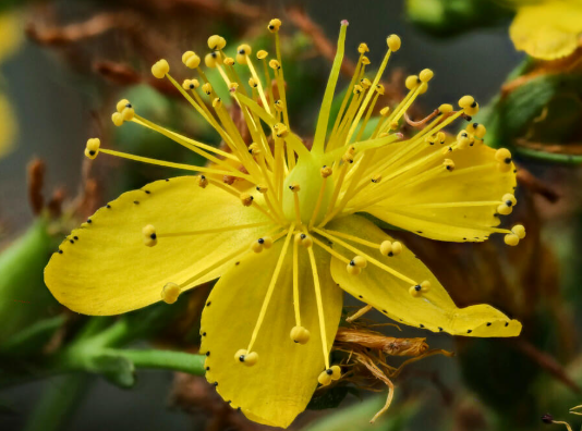 St. John's Wort flower collage - natural ingredient in Tojo tattoo aftercare cream